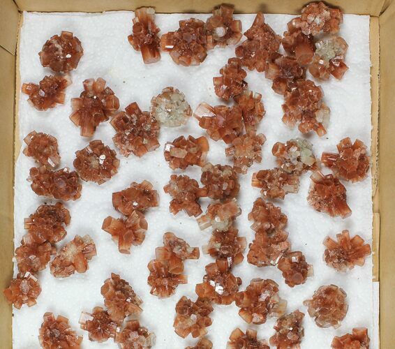 Lot: Twinned Aragonite Clusters - Pieces #103616